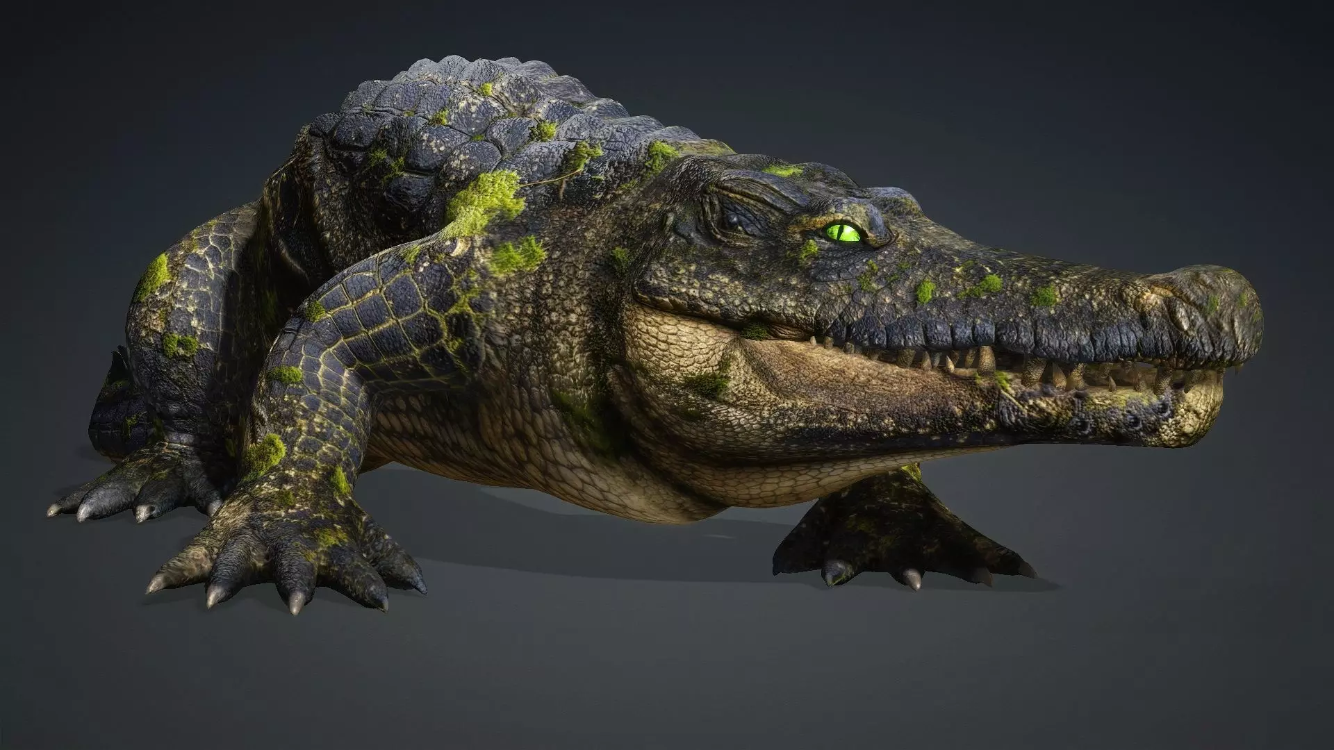 Crocodile-V1e 3D model_14