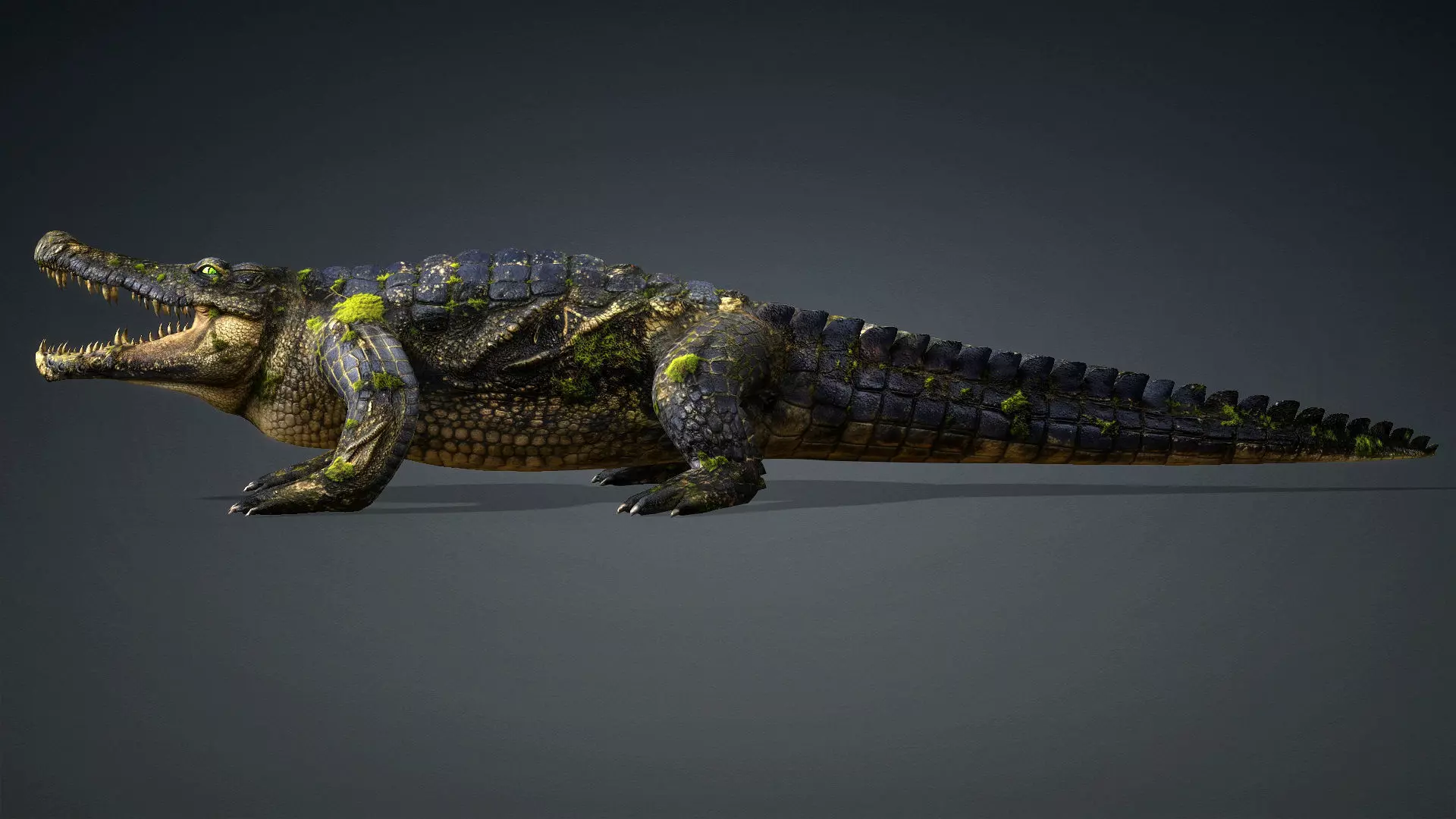 Crocodile-V1e 3D model_4
