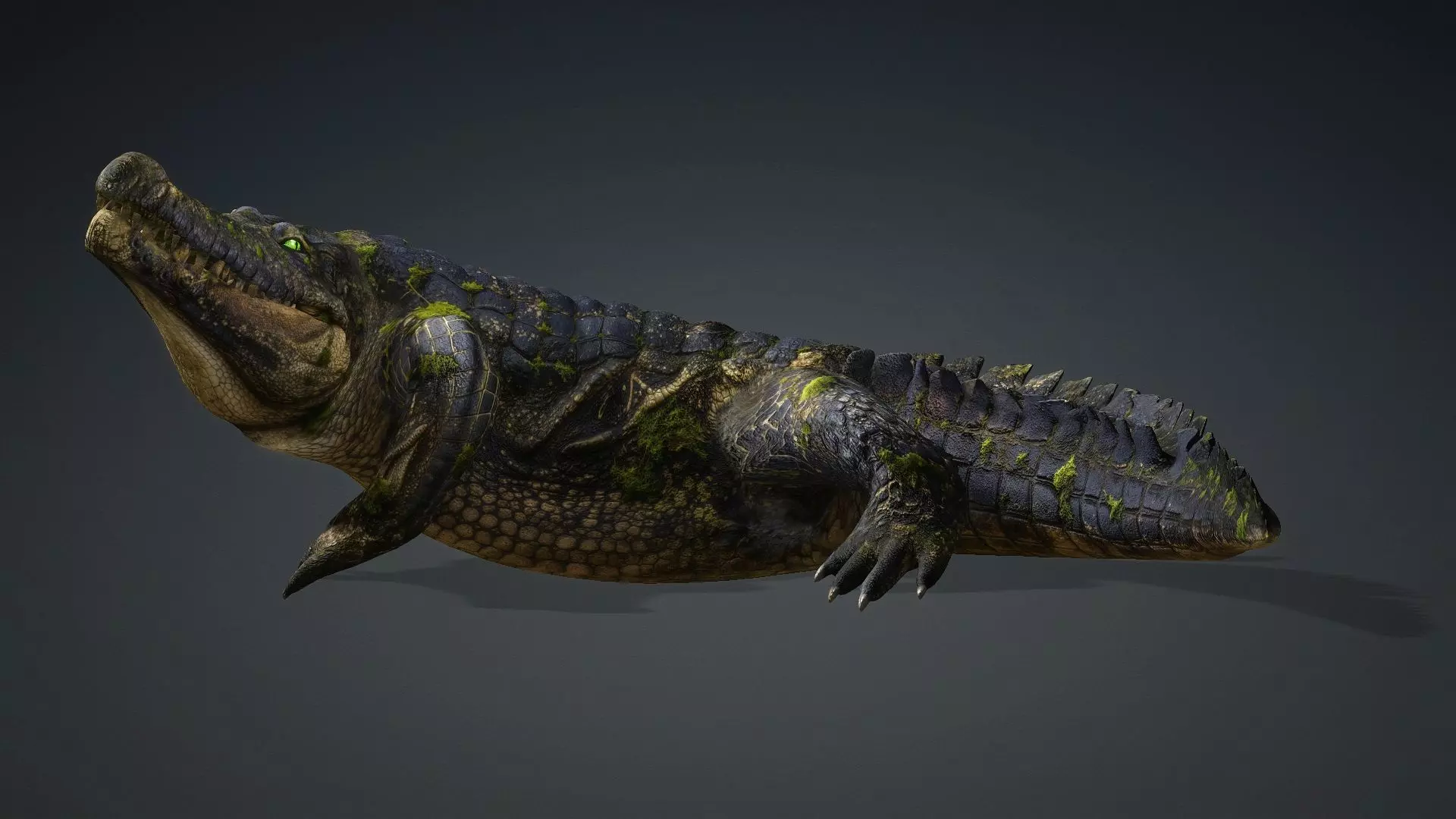 Crocodile-V1e 3D model_16