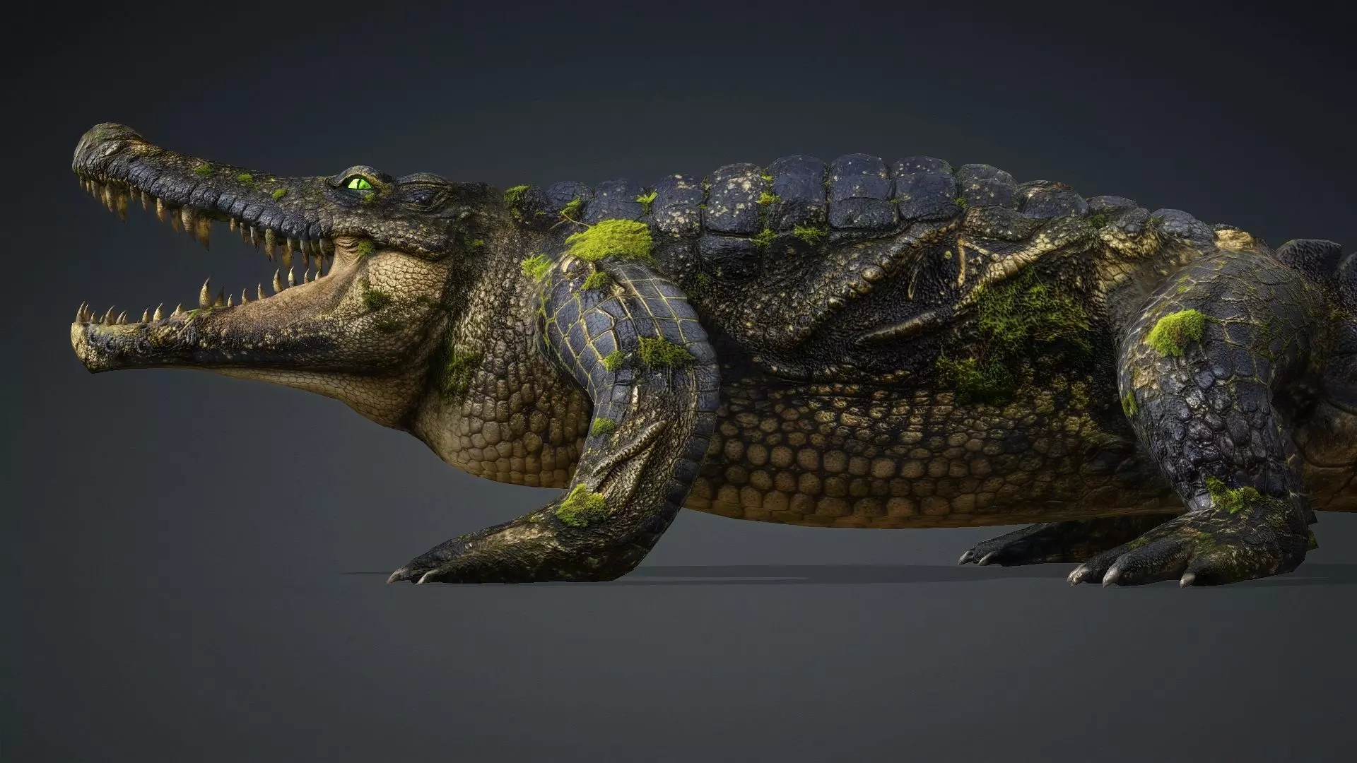 Crocodile-V1e 3D model_12