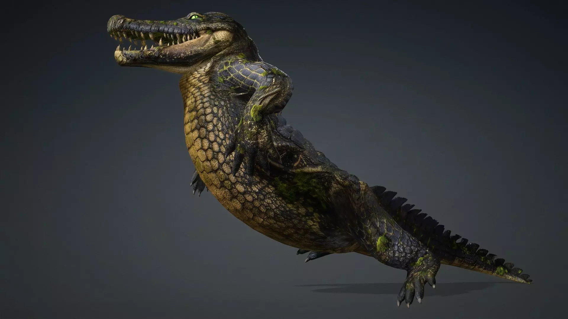 Crocodile-V1e 3D model_9