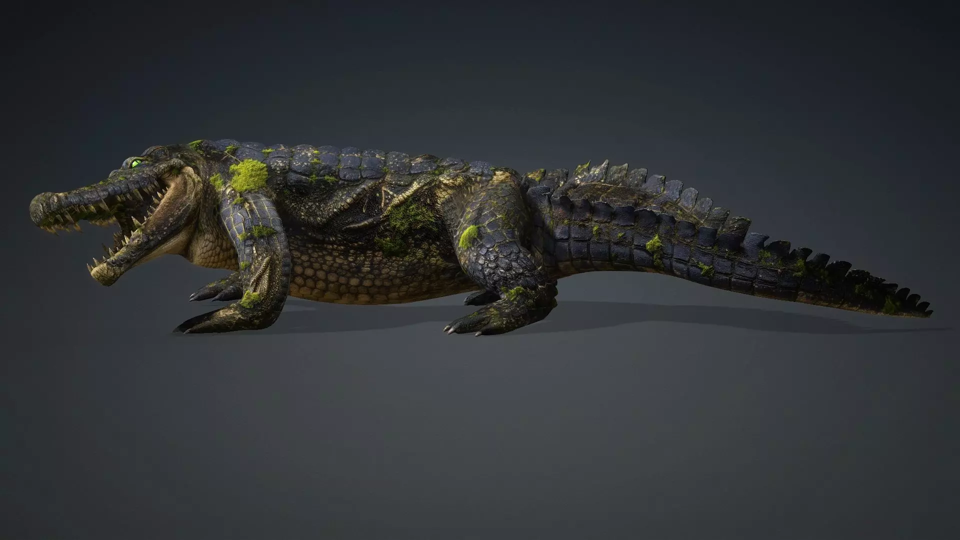 Crocodile-V1e 3D model_15