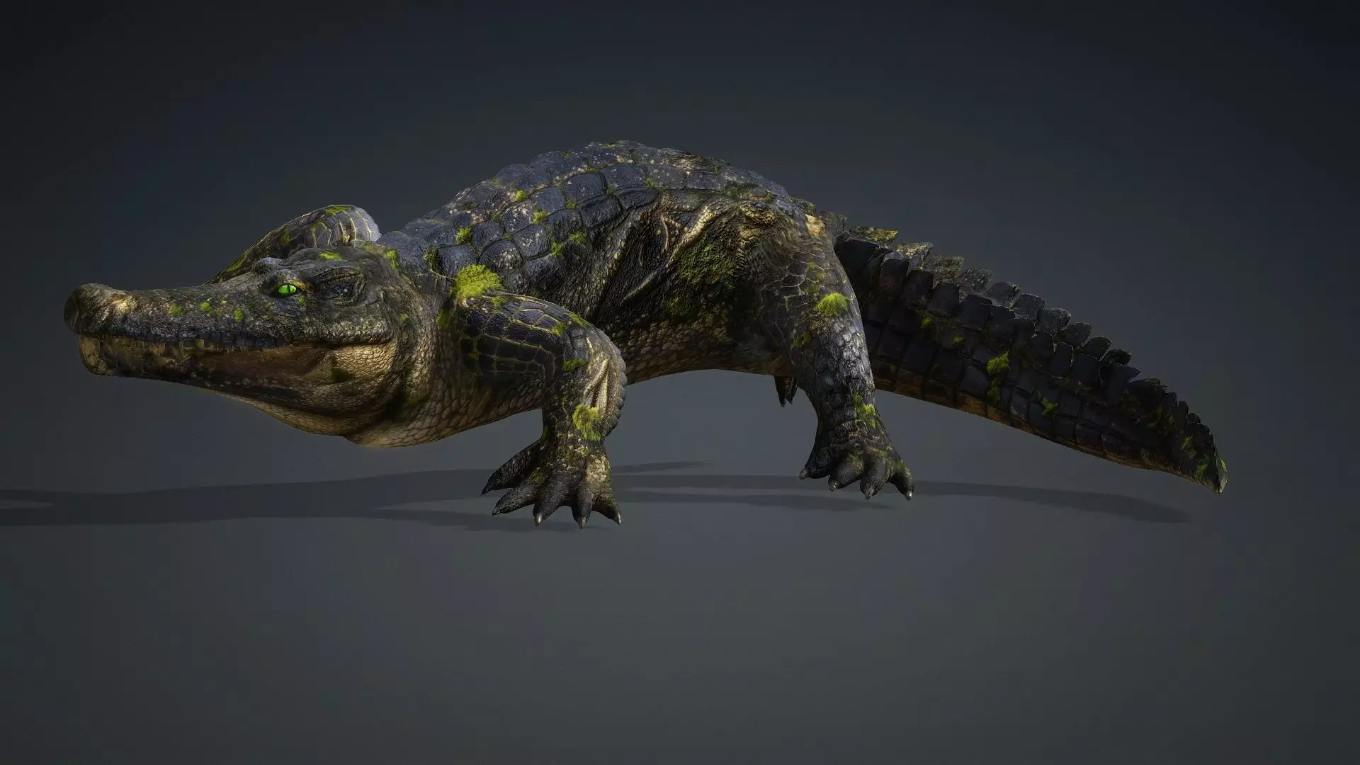 Crocodile-V1e 3D model_18