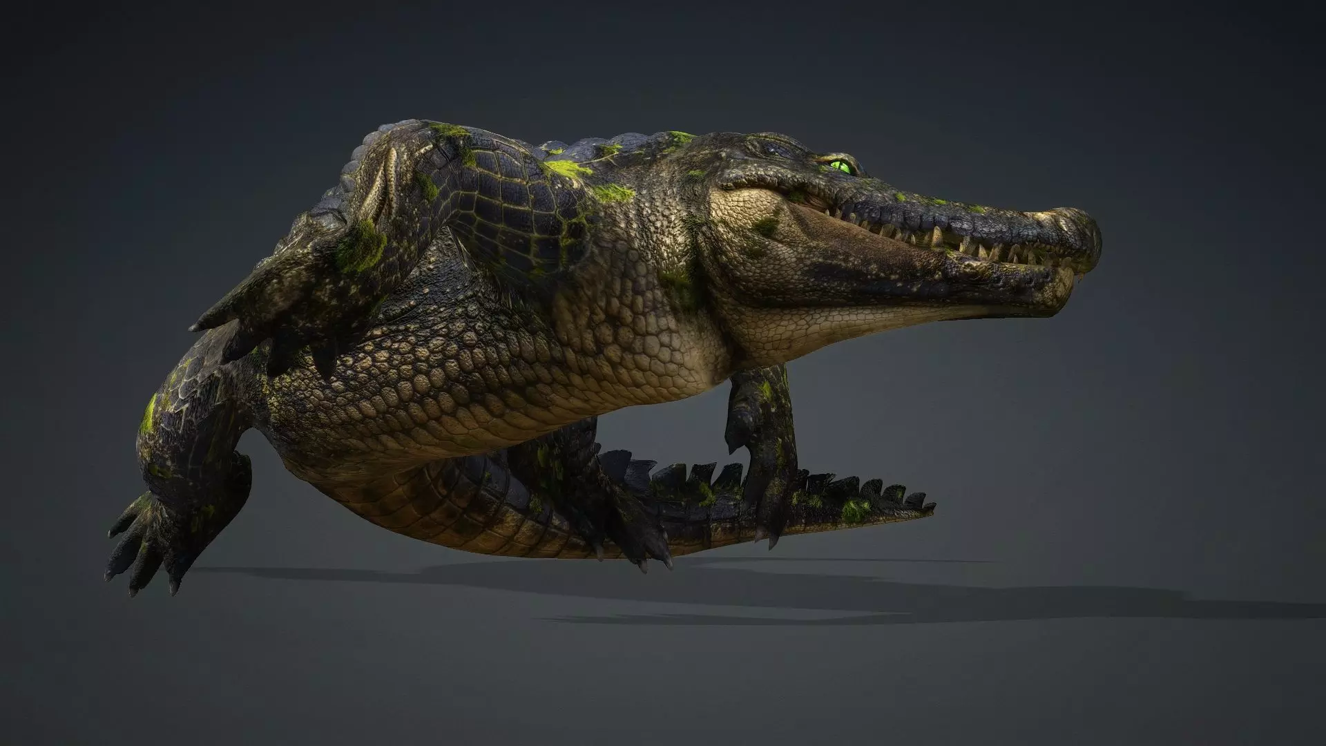 Crocodile-V1e 3D model_17