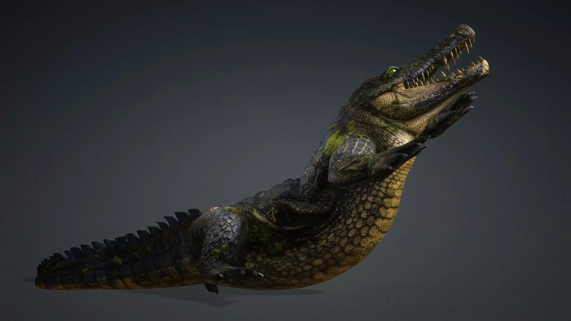 Crocodile-V1e 3D model_10