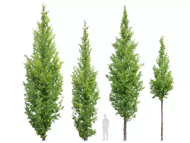 Quercus robur Fastigiata