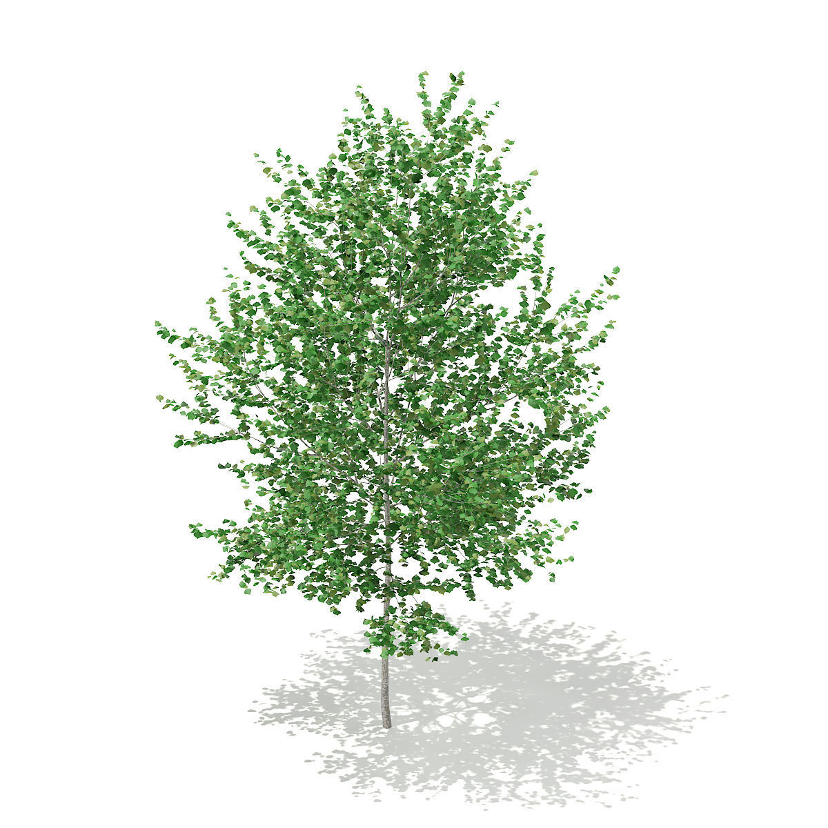 Silver Birch  Betula pendula 3m 3D model_2