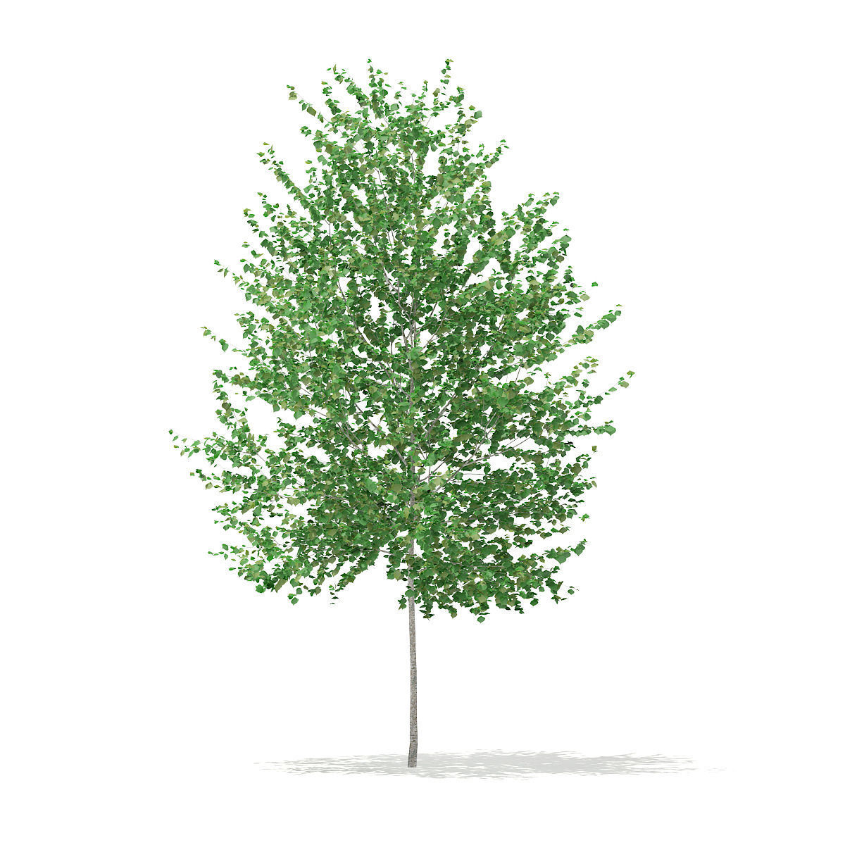 Silver Birch  Betula pendula 3m 3D model_4