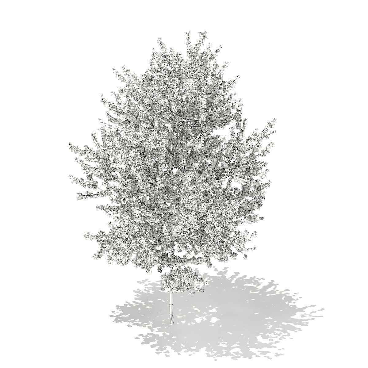 Silver Birch  Betula pendula 3m 3D model_5