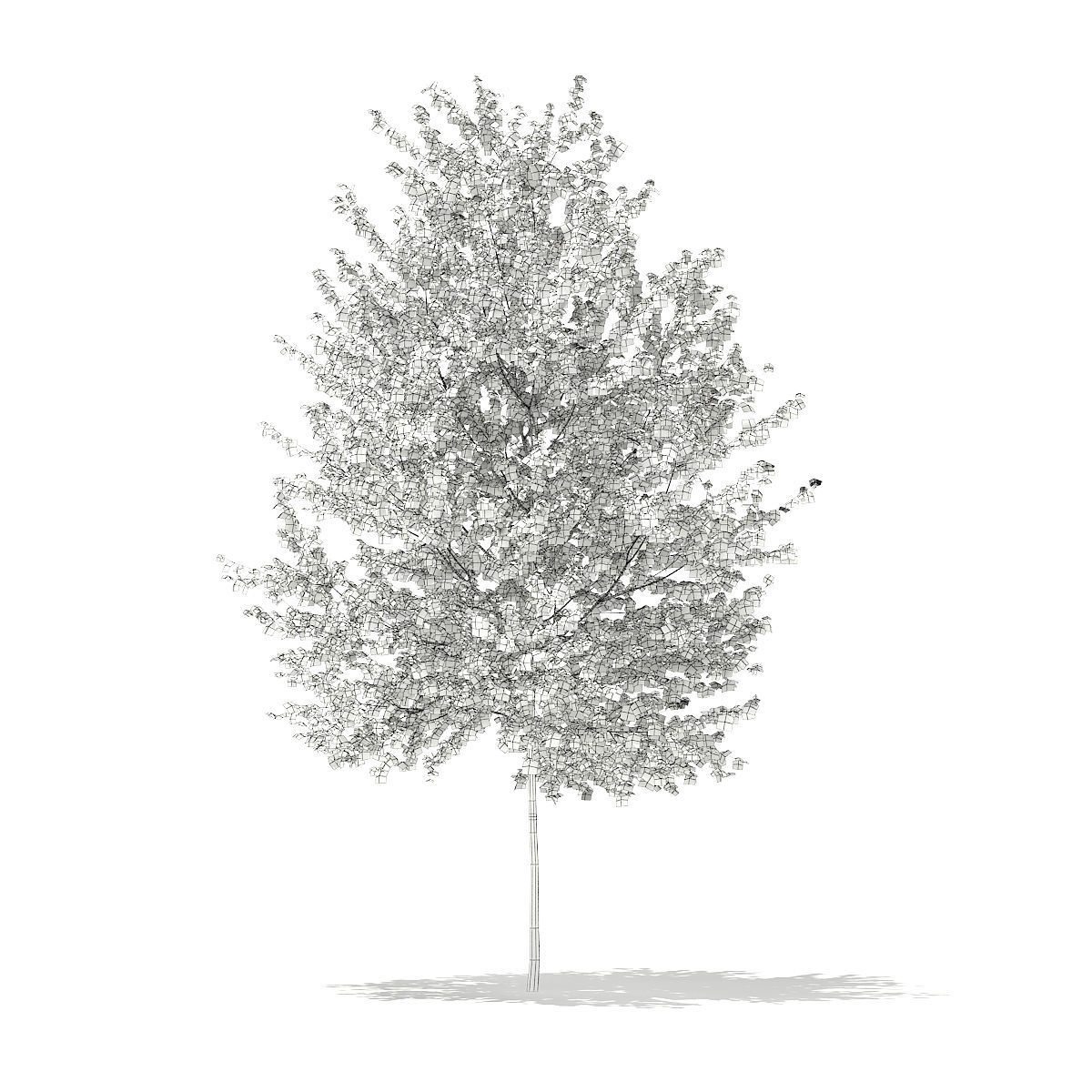 Silver Birch  Betula pendula 3m 3D model_1