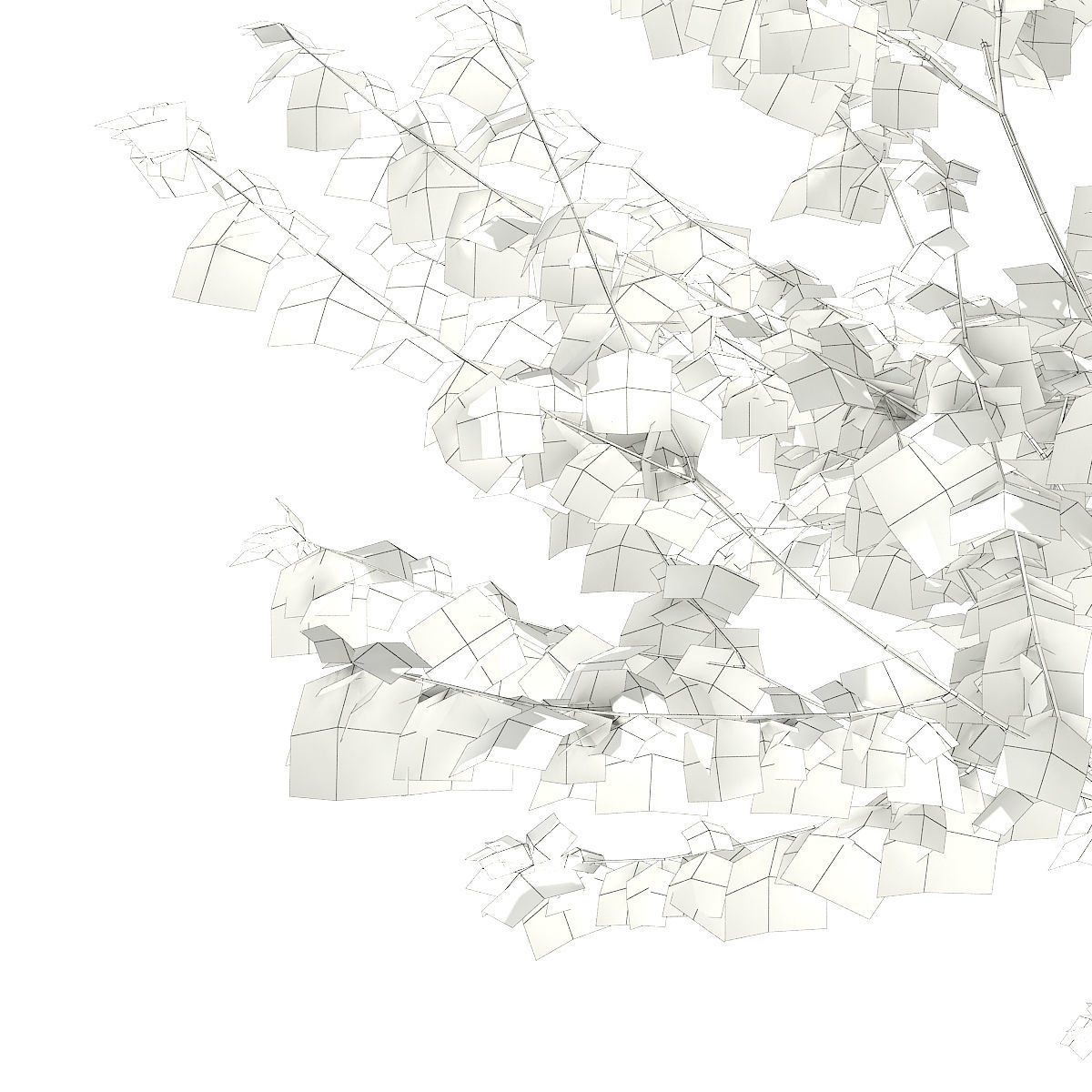 Silver Birch  Betula pendula 3m 3D model_7