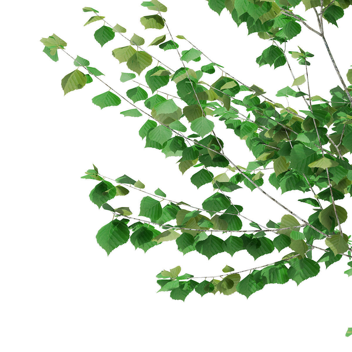 Silver Birch  Betula pendula 3m 3D model_6