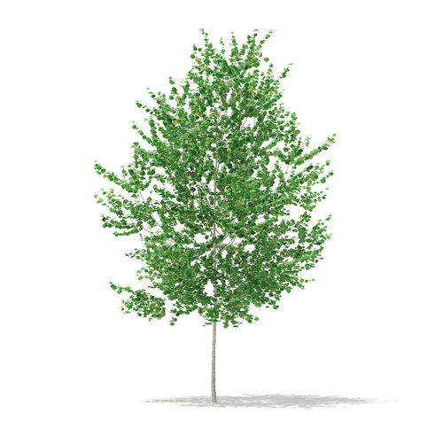 Silver Birch  Betula pendula 3m 3D model