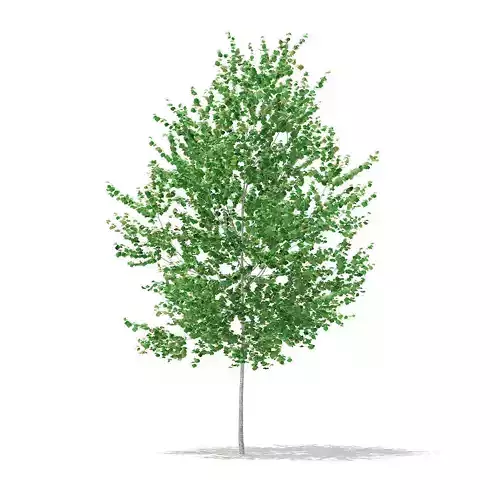 Silver Birch  Betula pendula 3m 3D model