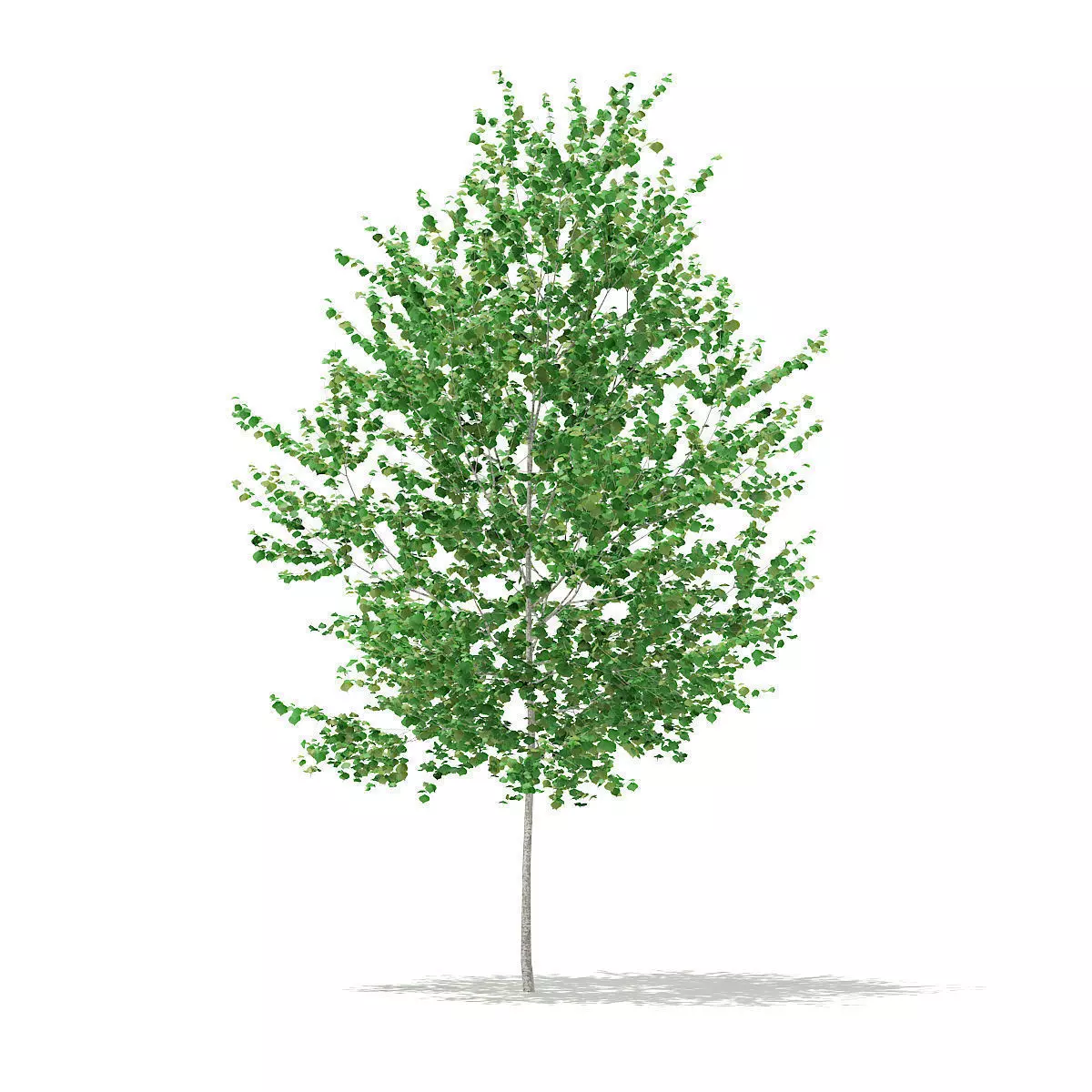 Silver Birch  Betula pendula 3m 3D model_0