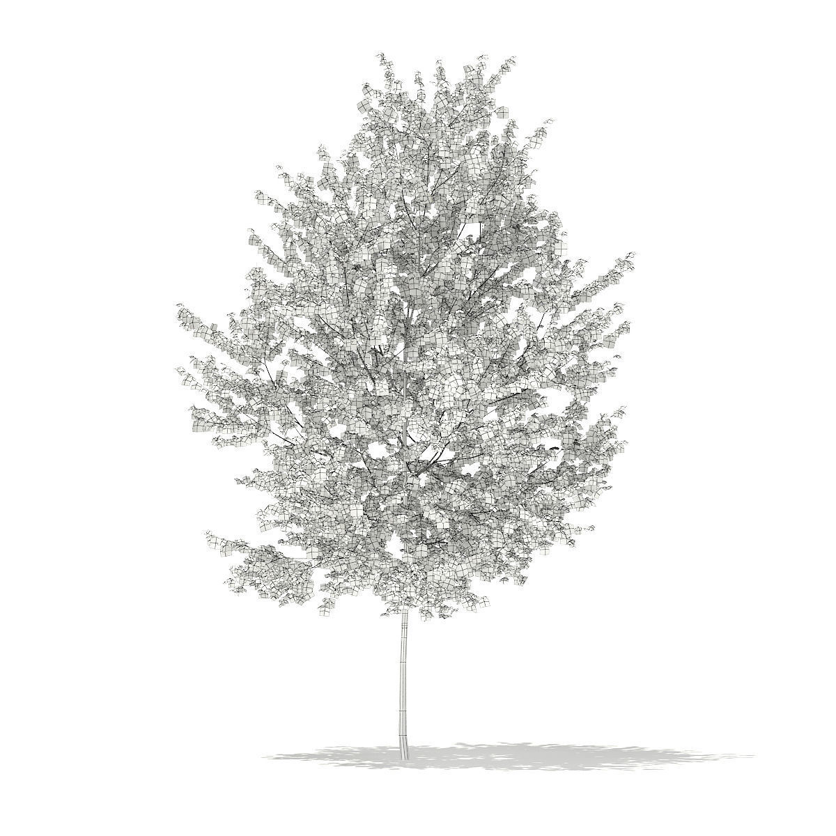 Silver Birch  Betula pendula 3m 3D model_3