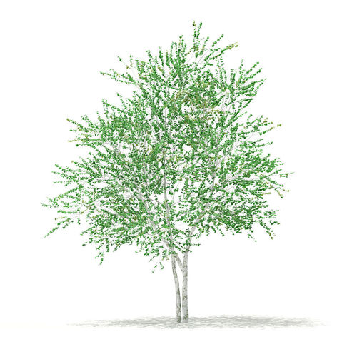 Silver Birch Betula pendula 5m 3D model
