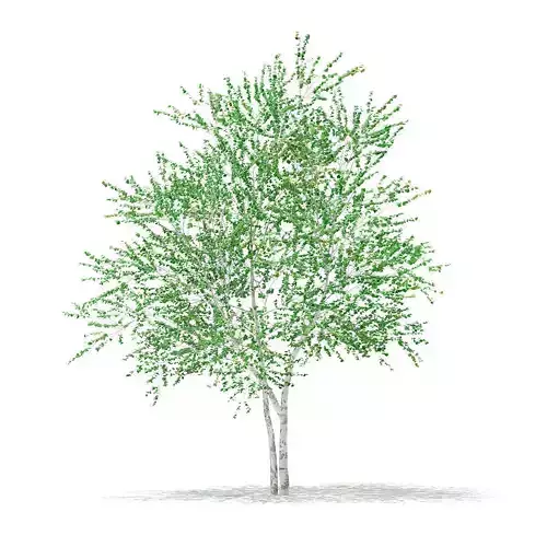 Silver Birch Betula pendula 5m