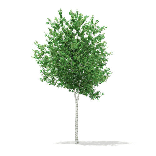 Silver Birch Betula pendula 9m 3D model