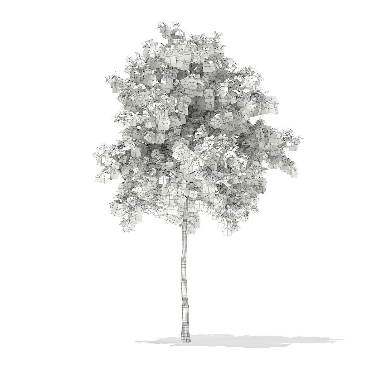Silver Birch Betula pendula 6m 3D model_1