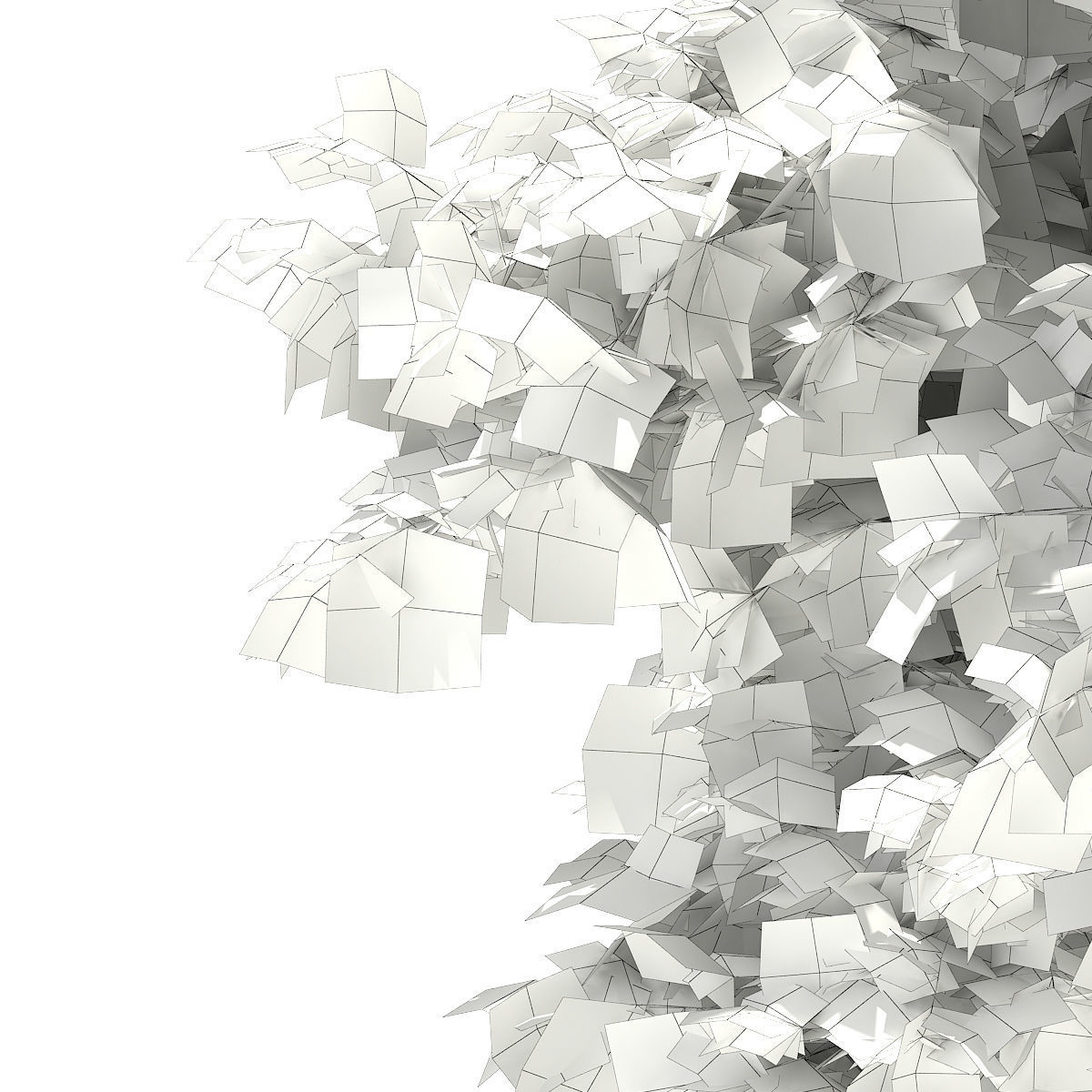 Silver Birch Betula pendula 6m 3D model_7