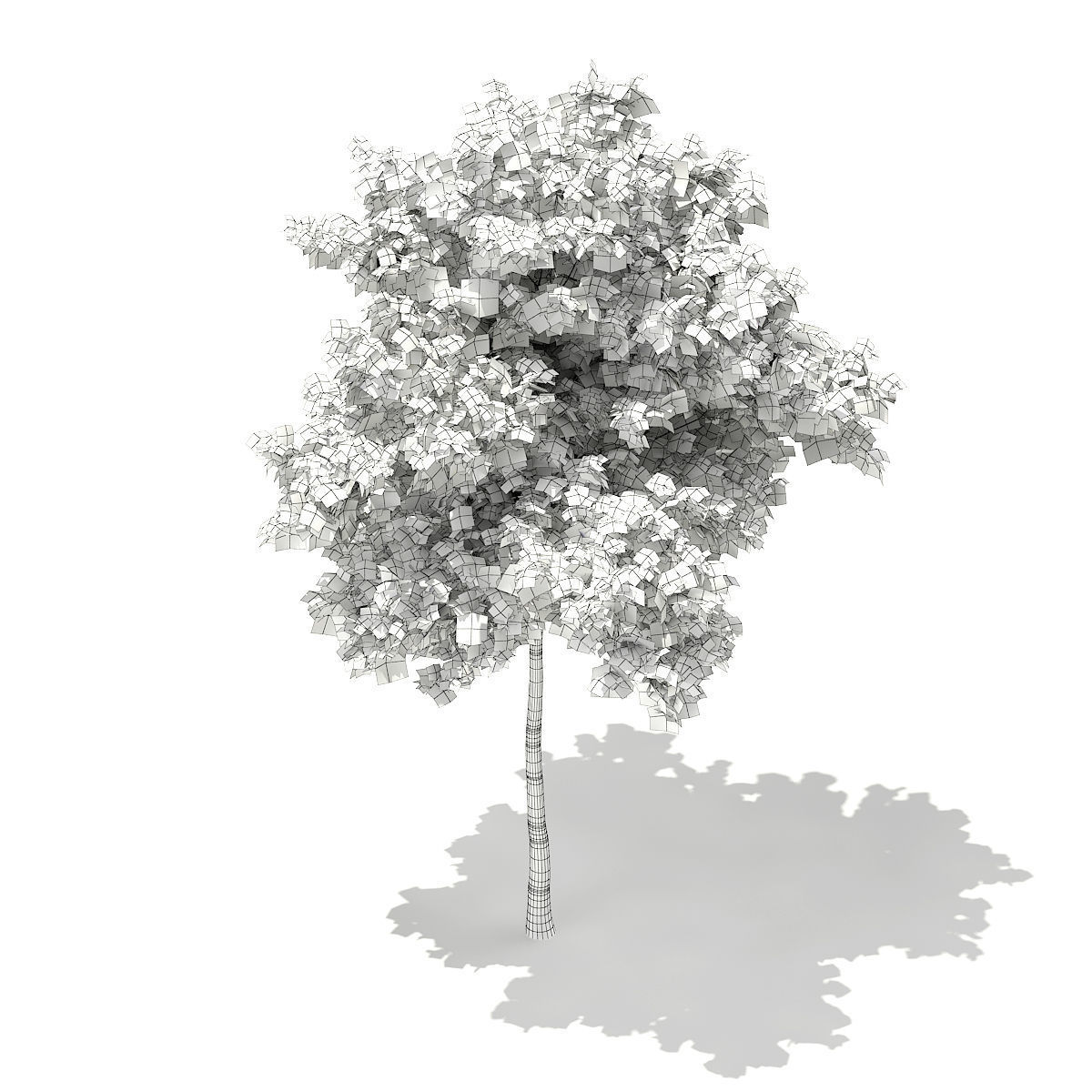Silver Birch Betula pendula 6m 3D model_5