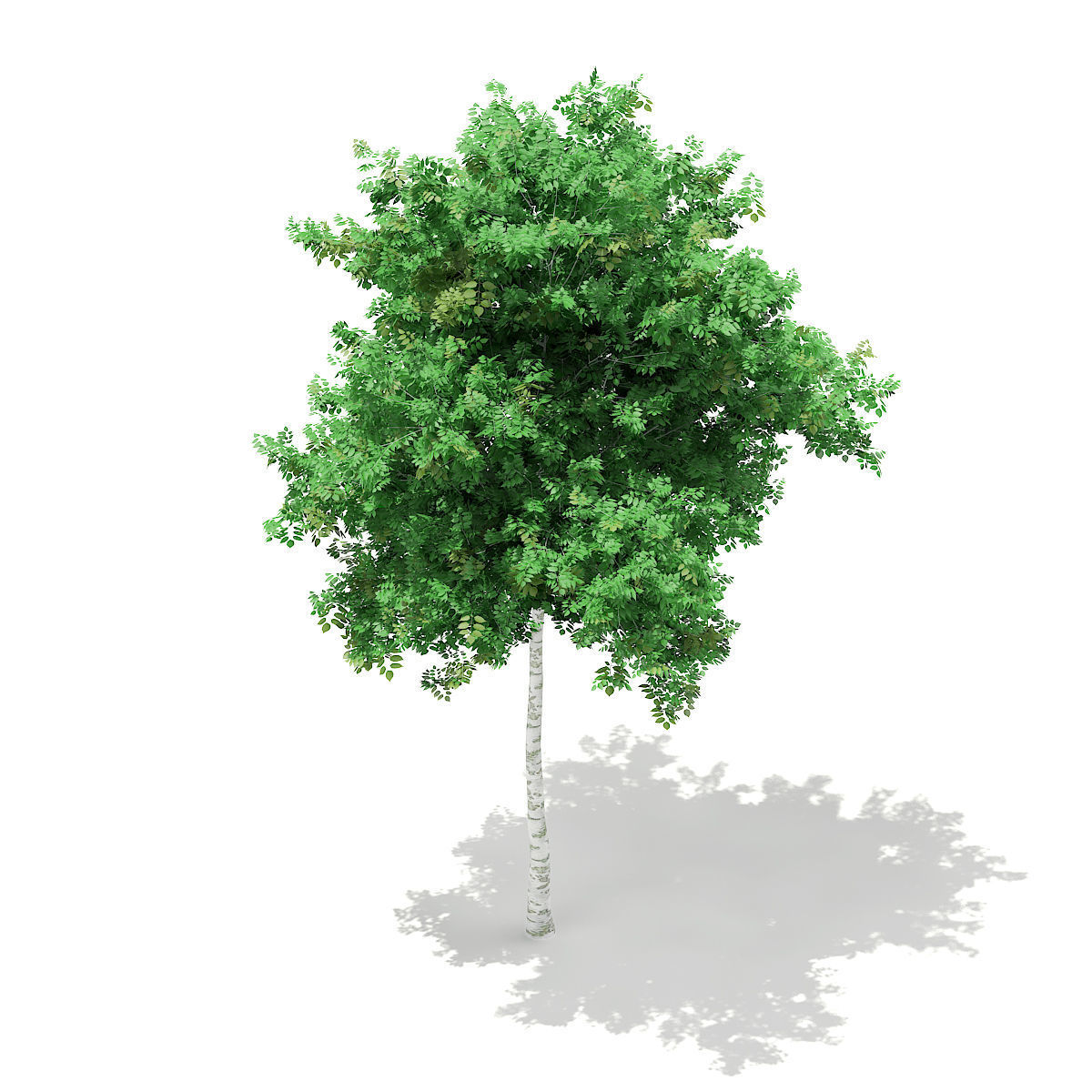 Silver Birch Betula pendula 6m 3D model_4