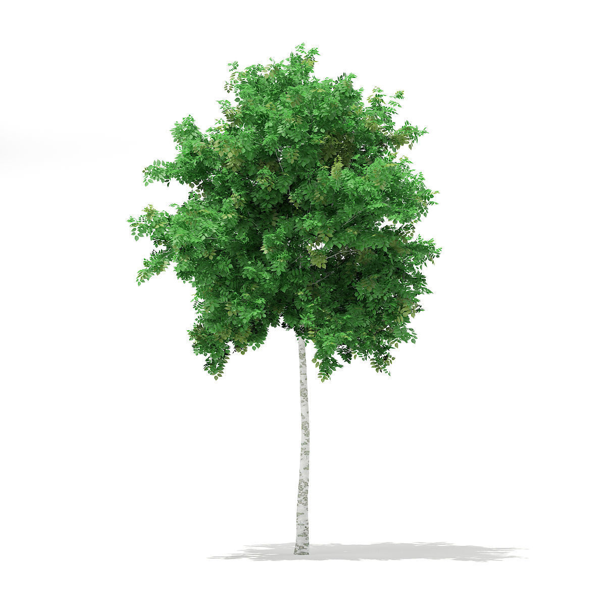 Silver Birch Betula pendula 6m 3D model_2