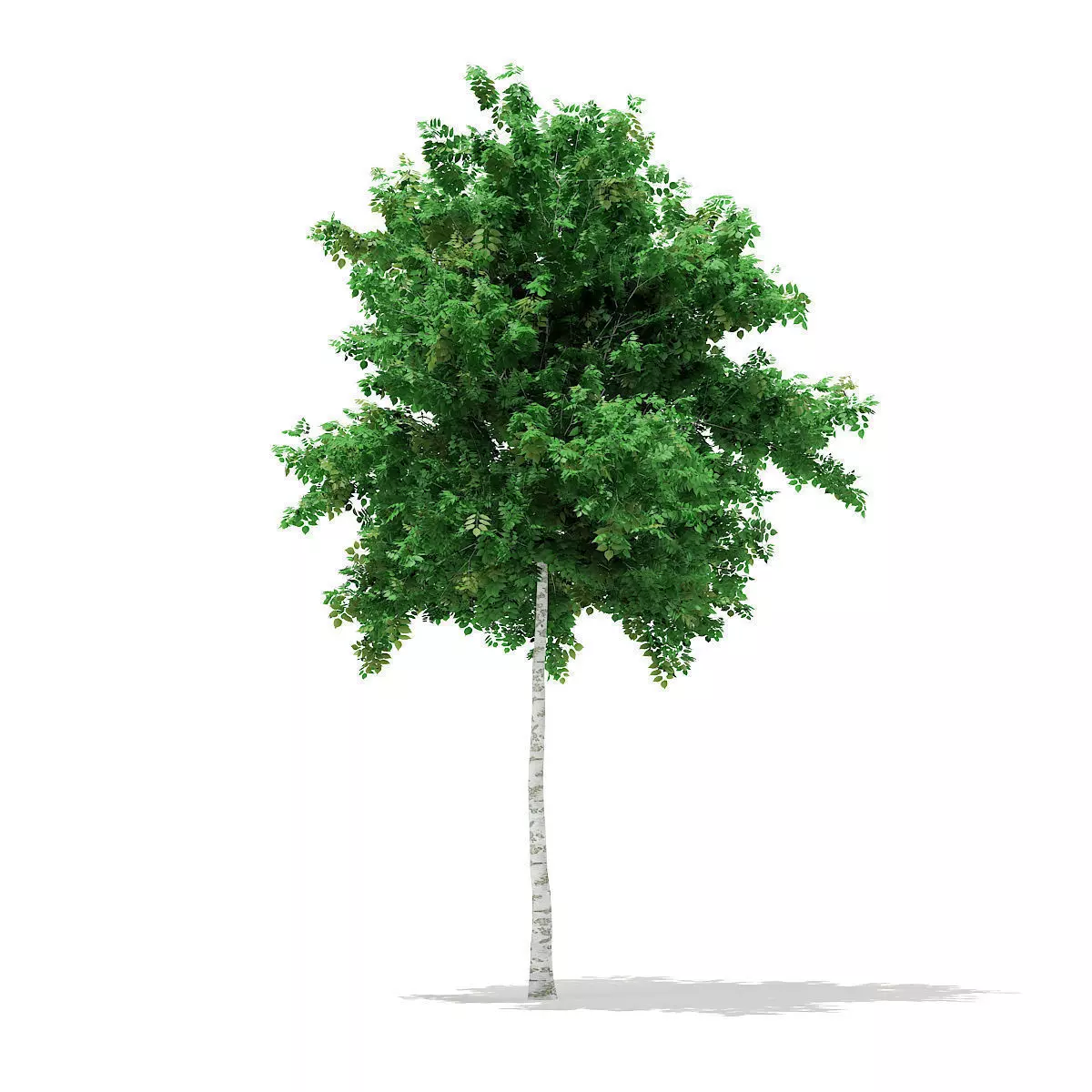 Silver Birch Betula pendula 6m 3D model_0