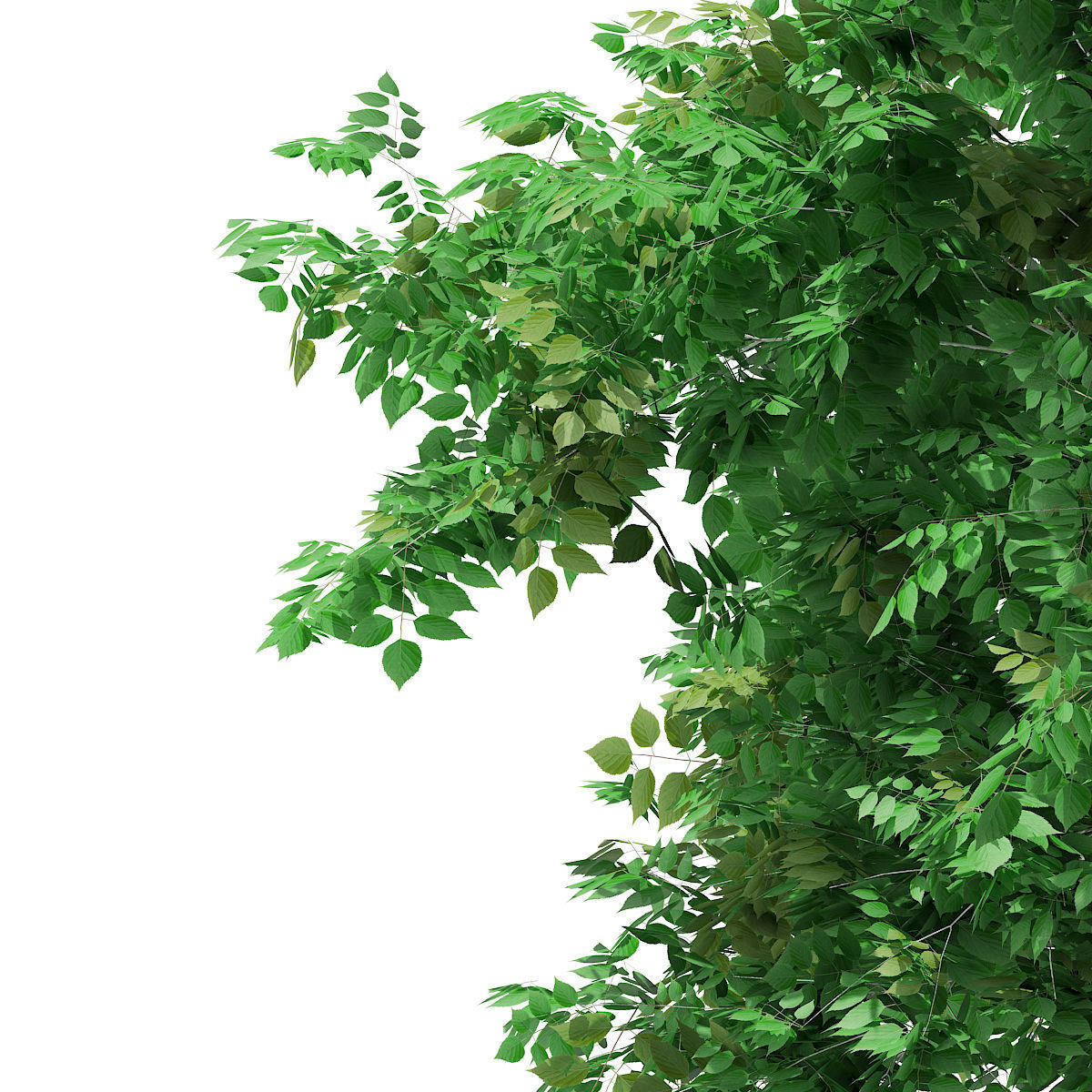 Silver Birch Betula pendula 6m 3D model_6