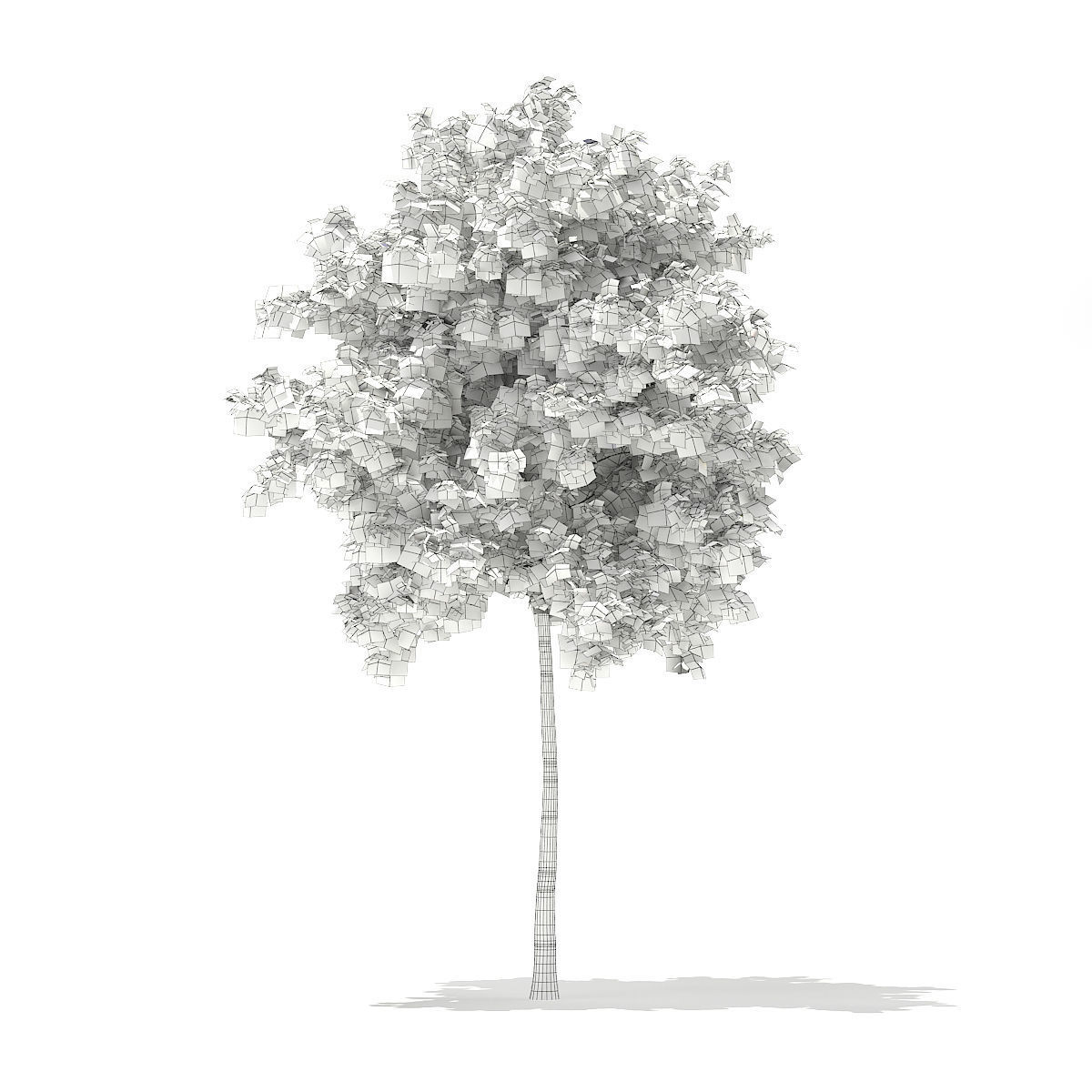Silver Birch Betula pendula 6m 3D model_3