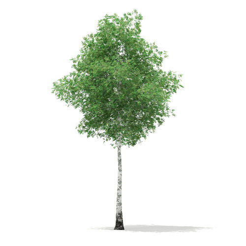 Silver Birch Betula pendula 15m 3D model
