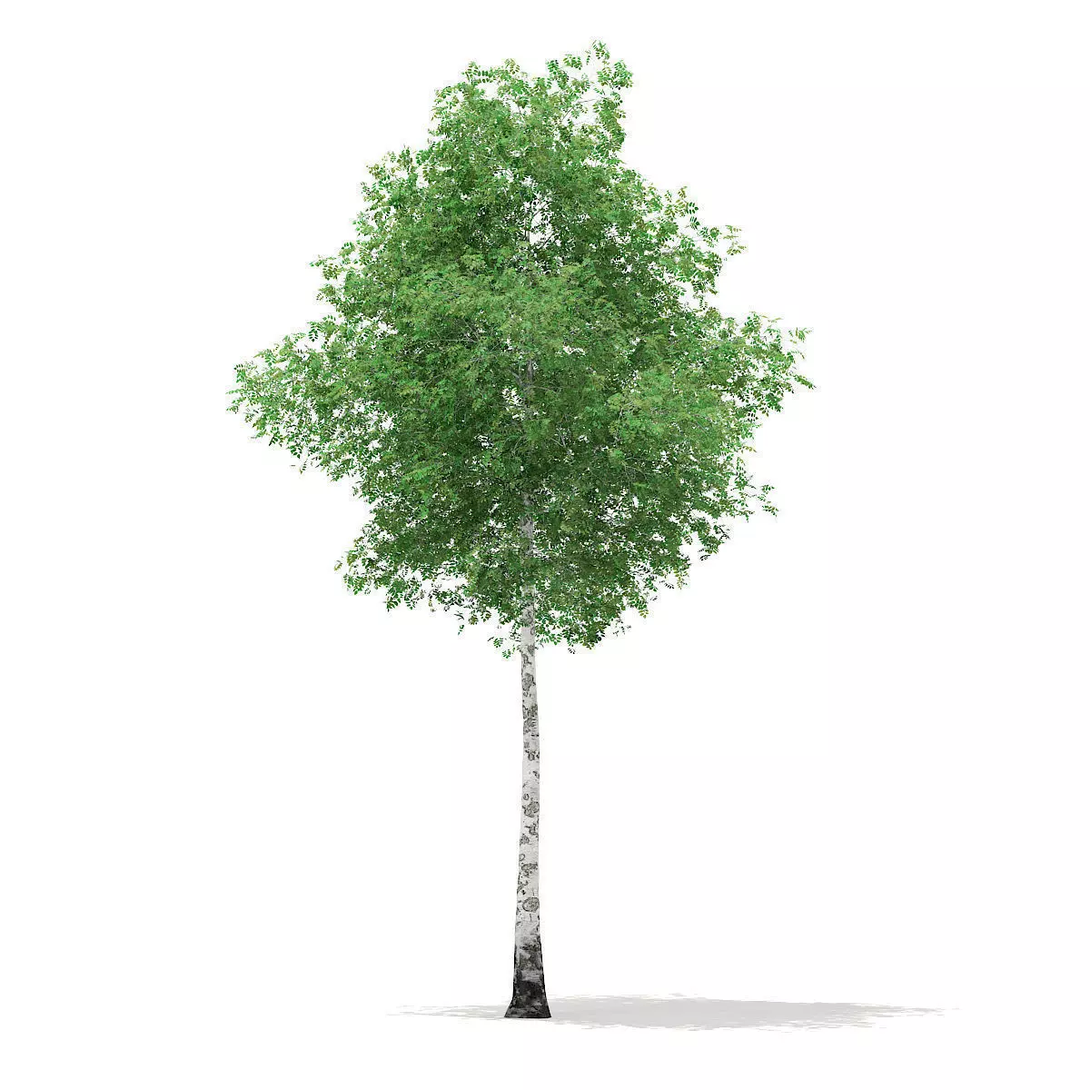 Silver Birch Betula pendula 15m 3D model
