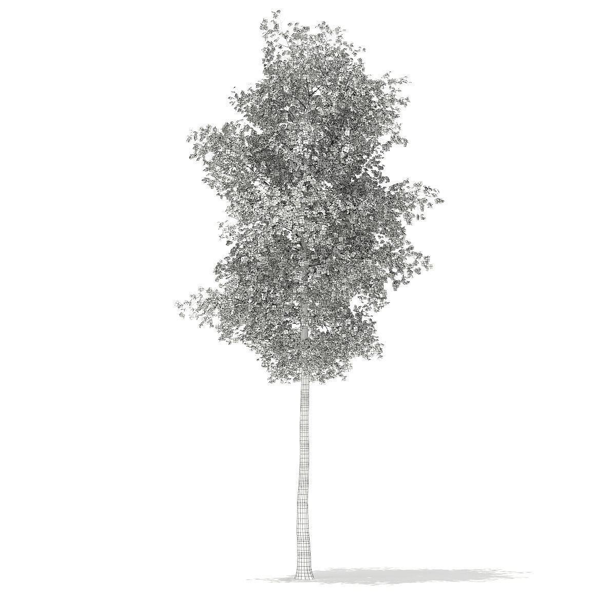 Silver Birch Betula pendula 21m 3D model_1