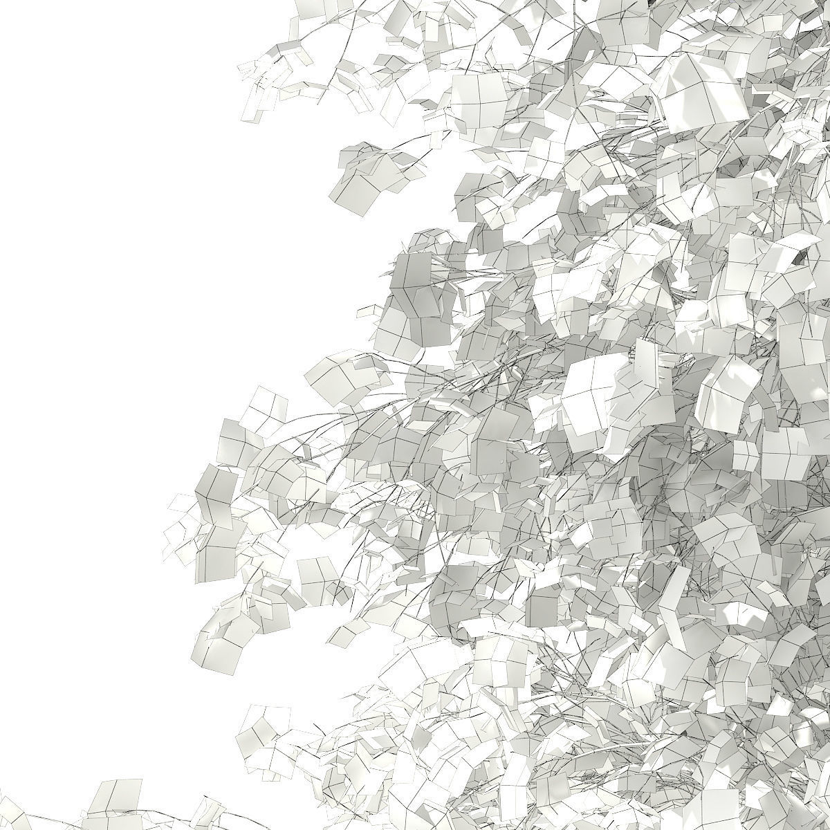 Silver Birch Betula pendula 21m 3D model_7