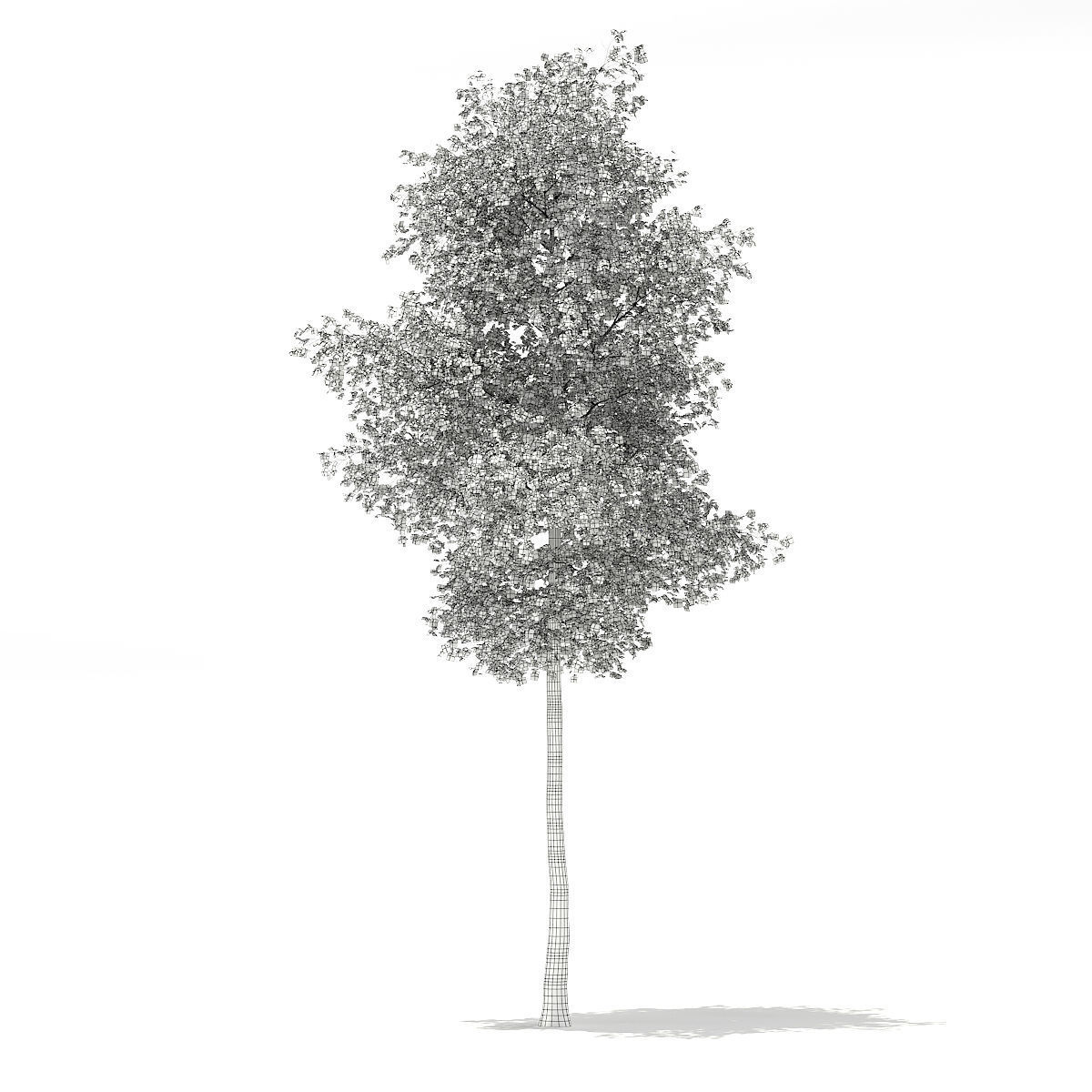 Silver Birch Betula pendula 21m 3D model_3