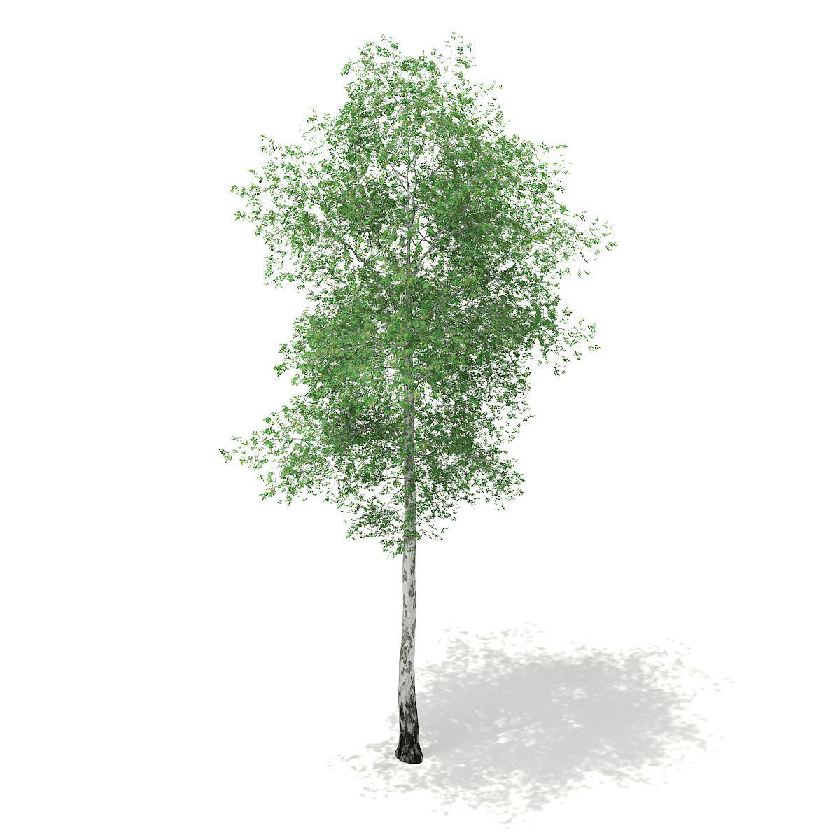 Silver Birch Betula pendula 21m 3D model_4