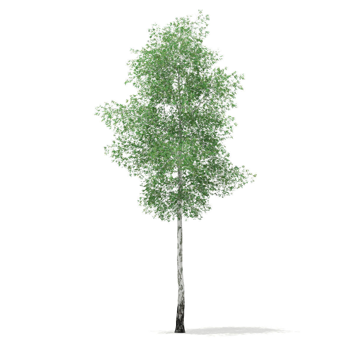 Silver Birch Betula pendula 21m 3D model_2