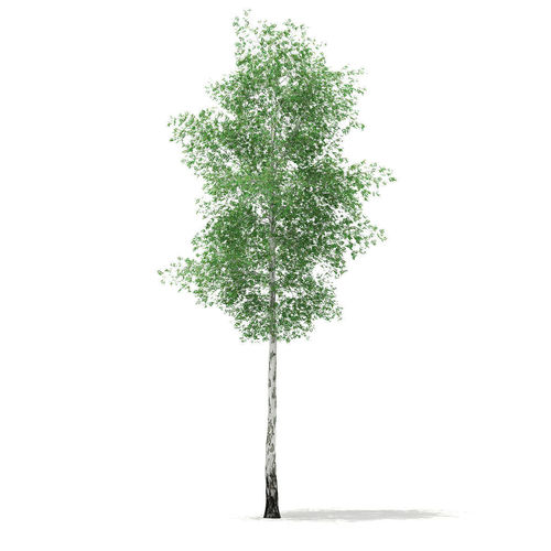 Silver Birch Betula pendula 21m 3D model