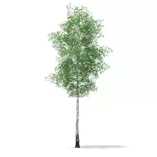 Silver Birch Betula pendula 21m 3D model Silver Birch Betula pendula 21m 3D model