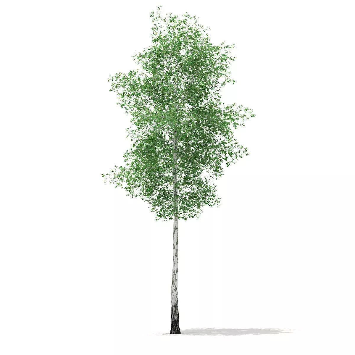Silver Birch Betula pendula 21m 3D model_0