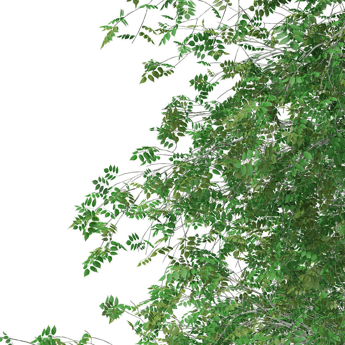 Silver Birch Betula pendula 21m 3D model_6