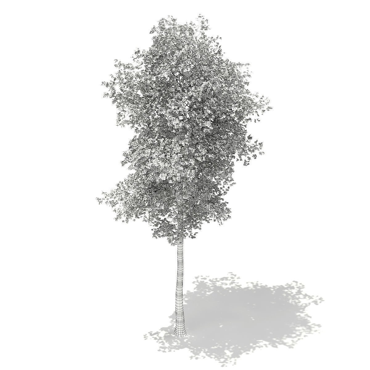 Silver Birch Betula pendula 21m 3D model_5