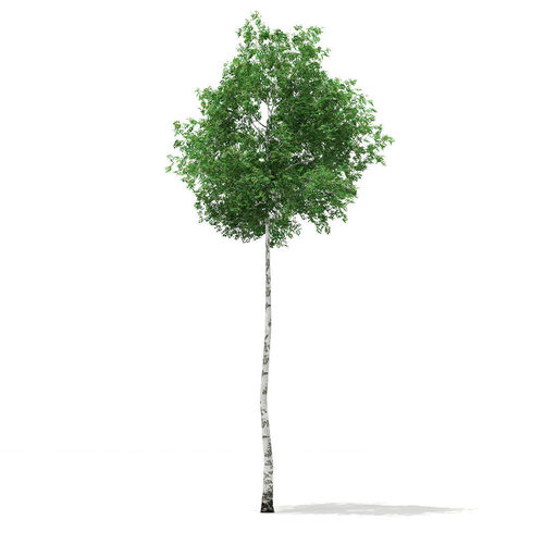 Silver Birch Betula pendula 14m 3D model