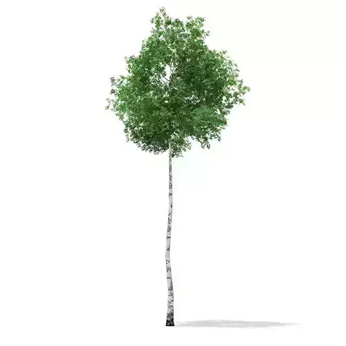 Silver Birch Betula pendula 14m 3D model