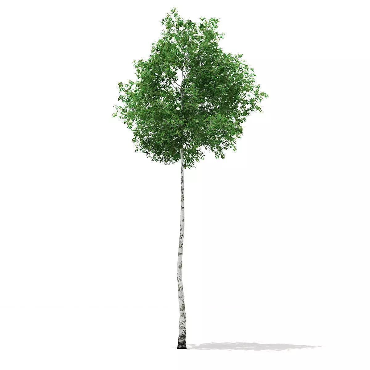 Silver Birch Betula pendula 14m 3D model_0