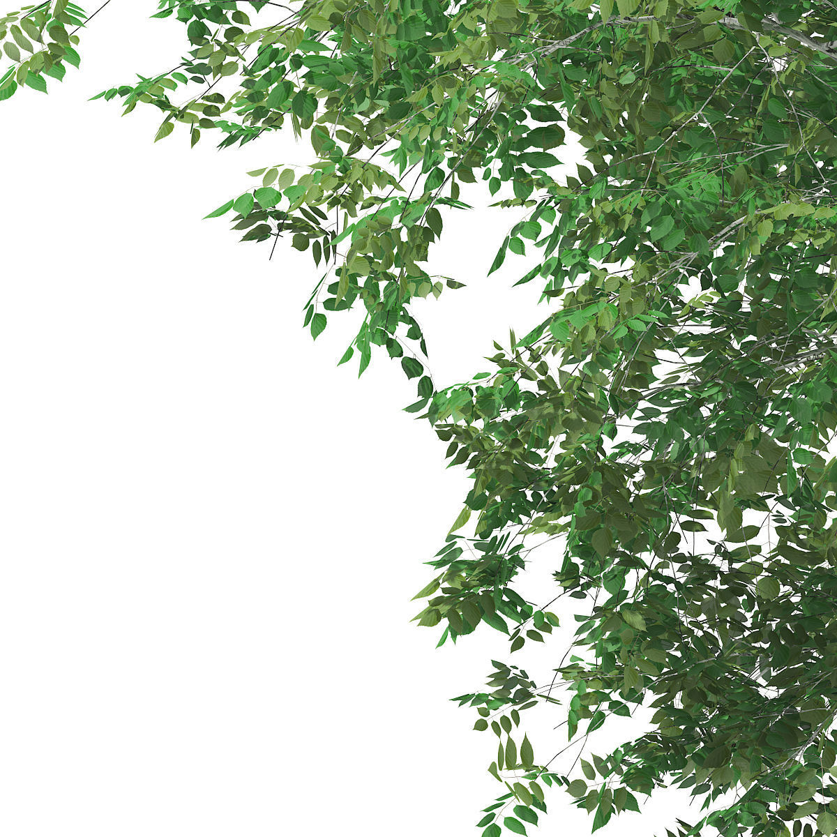 Silver Birch Betula pendula 14m 3D model_6