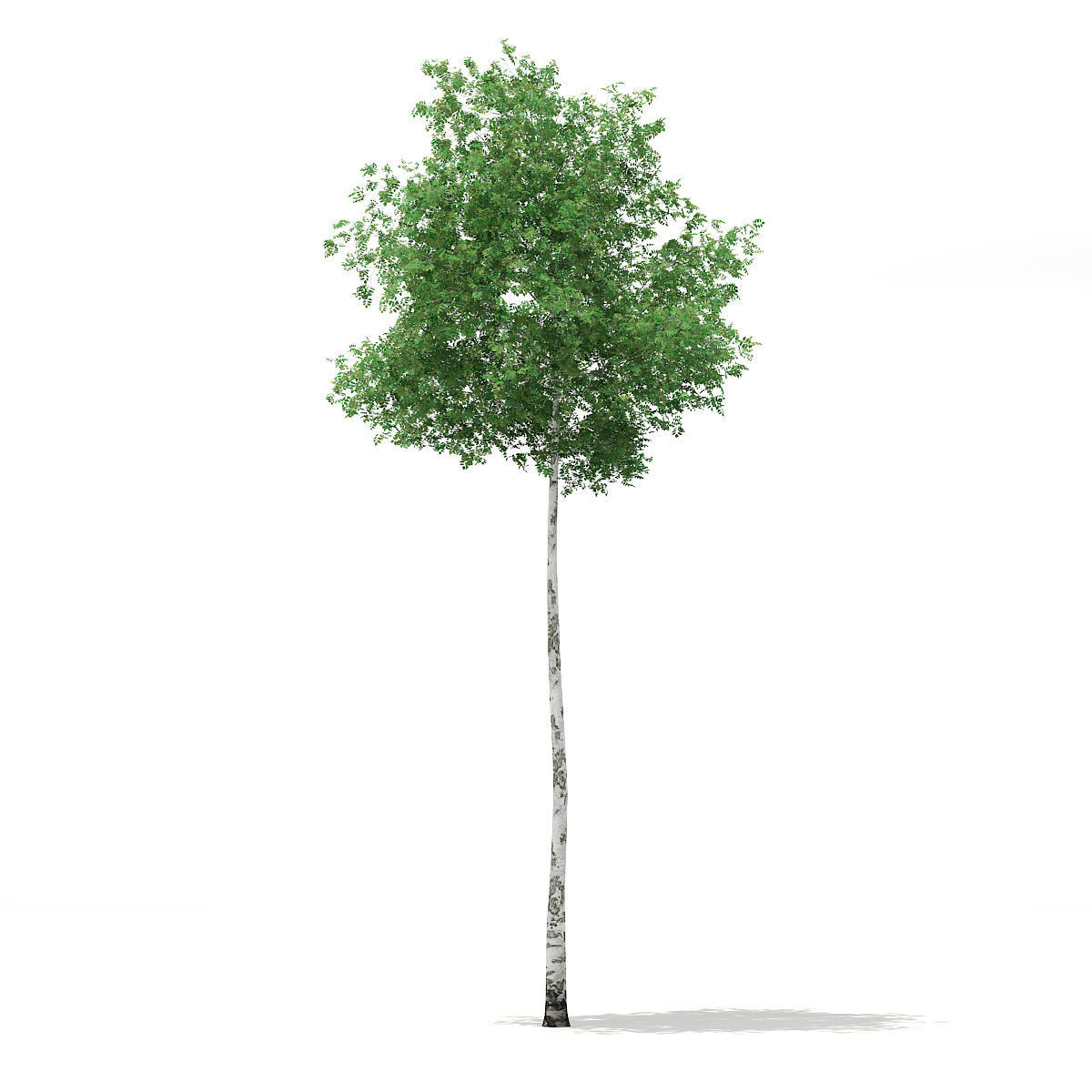Silver Birch Betula pendula 14m 3D model_2
