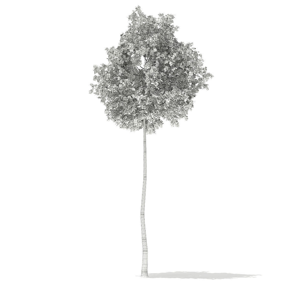 Silver Birch Betula pendula 14m 3D model_3