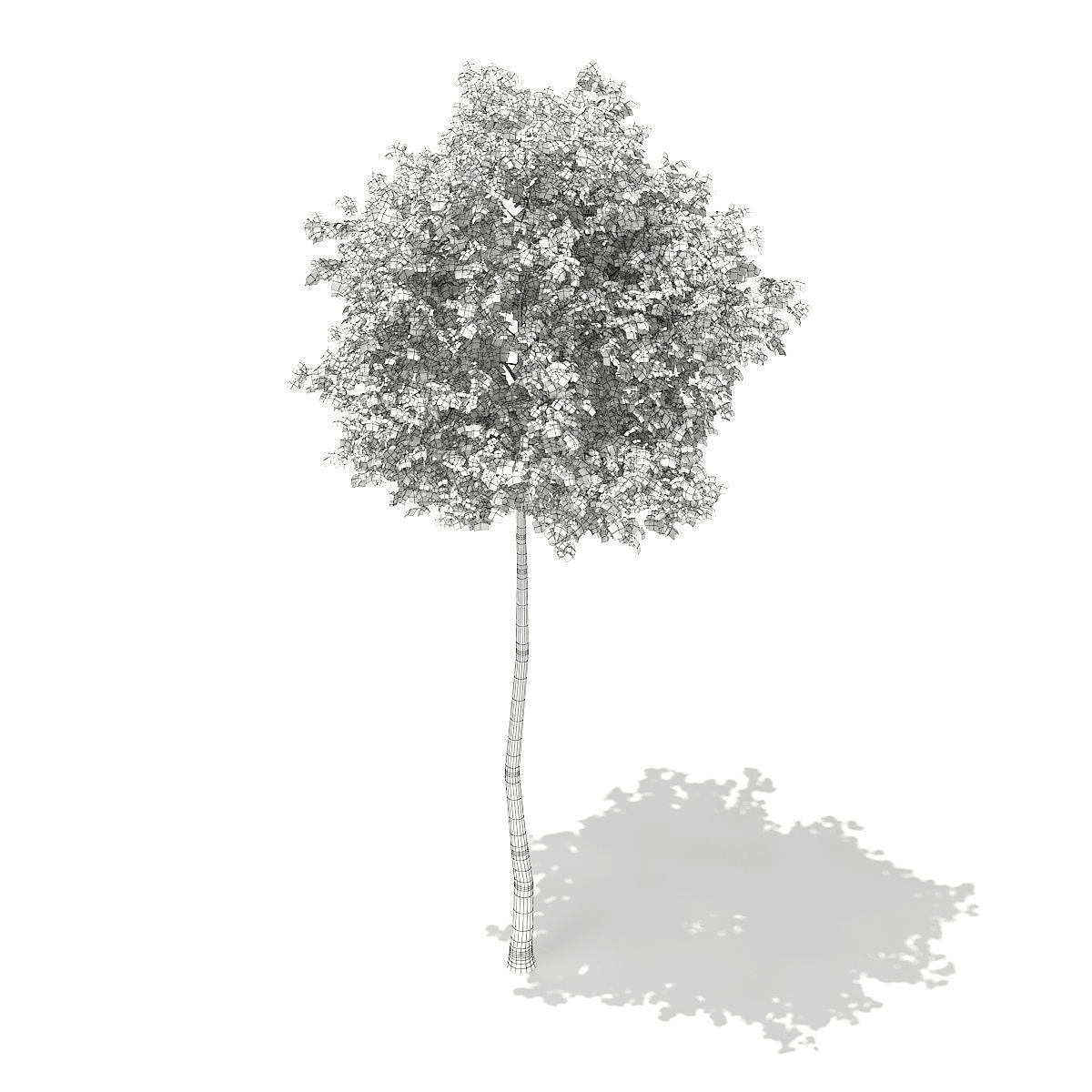 Silver Birch Betula pendula 14m 3D model_5